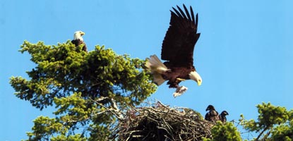 Eagle flying into nest with food.