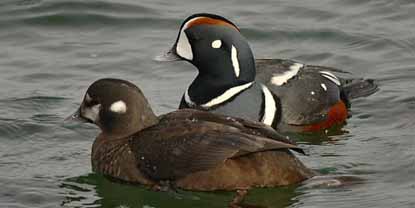 Harlequin duck