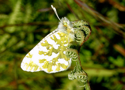 Island Marble butterfly