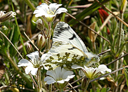 Island Marble Butterfly