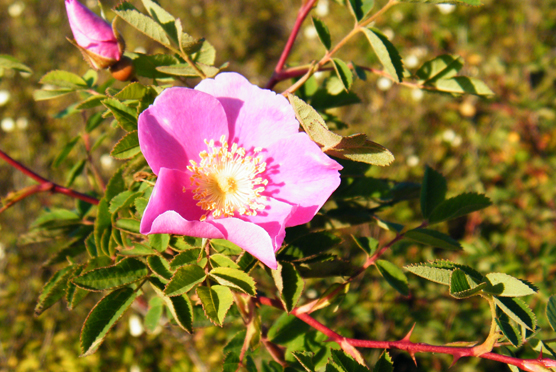 nootka rose
