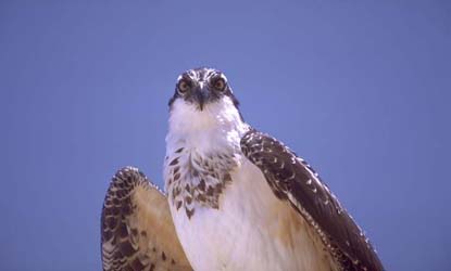 osprey
