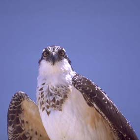 osprey