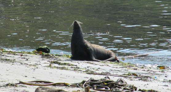 sea_lion_erect