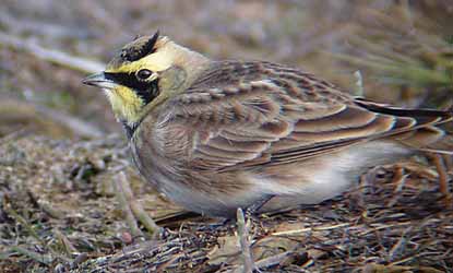 streaked horned lark