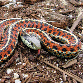 western_terrestial_garter_snake