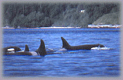 The Whale Museum