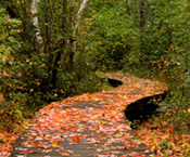 A leaf-covered boardwalk curving through the woods. A leaf-covered boardwalk curving through the woods.