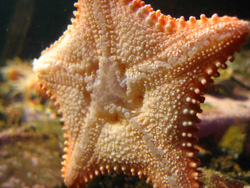 a starfish