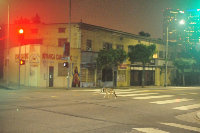C-144 crosses a Los Angeles street in the early hours of the morning. Photo: National Park Service 