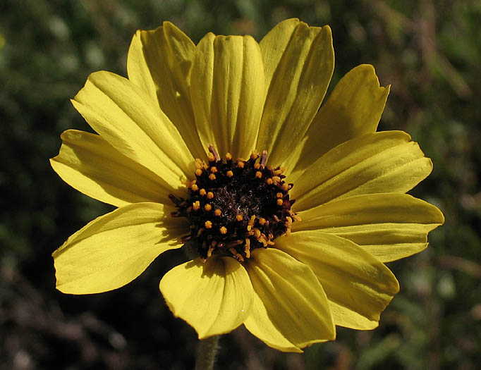 Garden with nature program - Bush Sunflower - Dec 9th