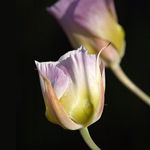 Mariposa Lily by David McMartin Spirit of the Mountains Photo Contest Winner
