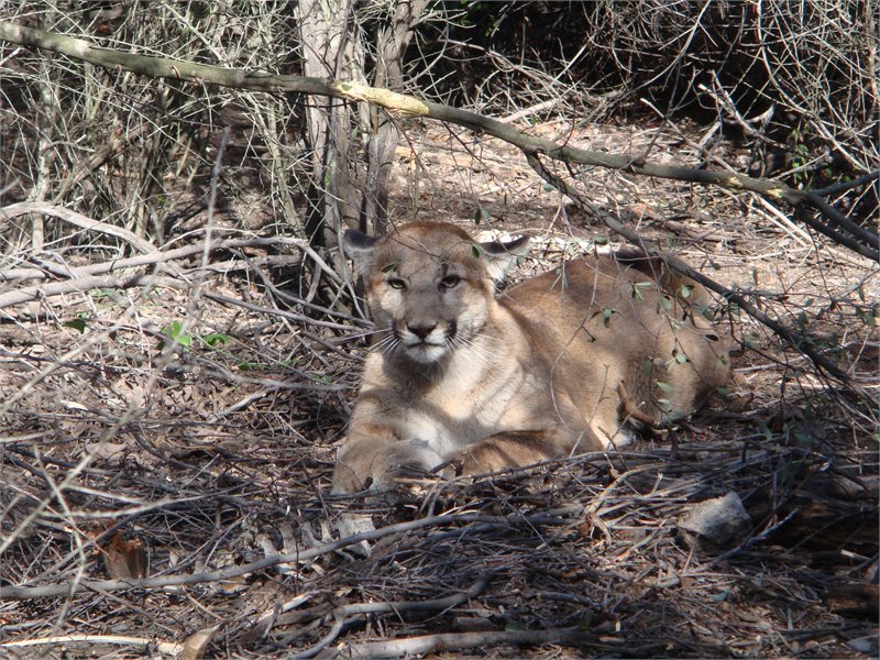 Mountain lion sitting on the ground in the shade.