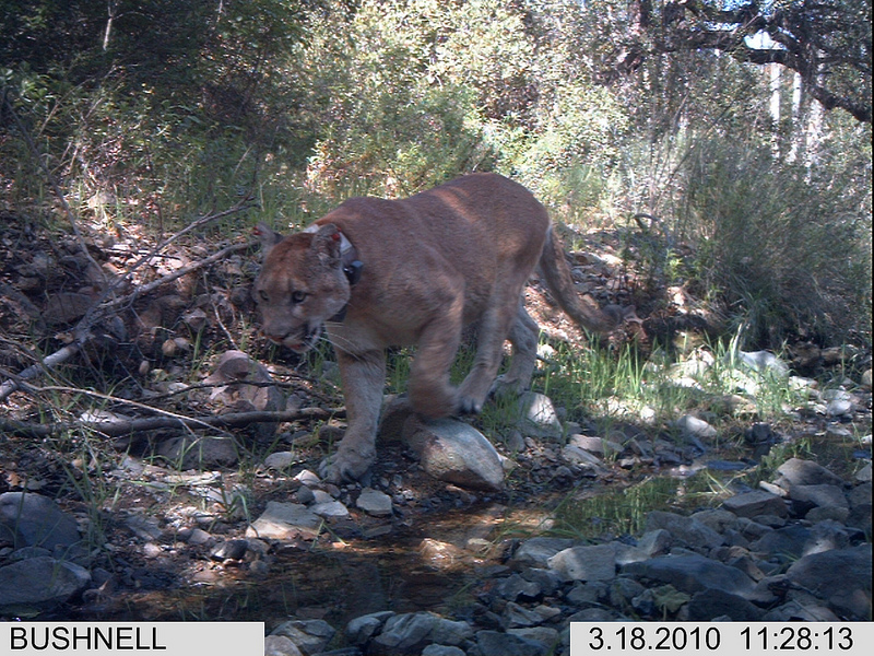 Mountain lion with collar walking along a stream