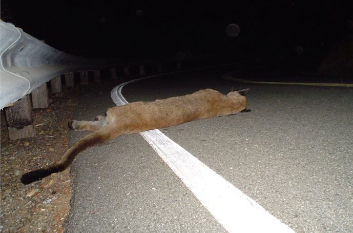 Deceased mountain lion on the side of the road at night
