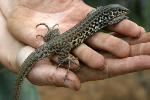 Coastal western whiptail, Santa Monica Mountains