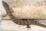 Alligator lizard