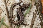 Western skink