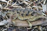 Coast horned lizard