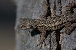 Western fence lizard