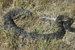 Southern Pacific rattlesnake