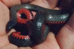 Ringneck snake