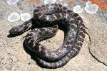 Night snake, Santa Monica Mountains