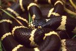 California kingsnake, Santa Monica Mountains