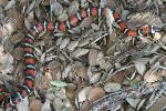Mountain kingsnake, Santa Monica Mountains