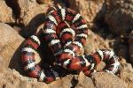 Mountain kingsnake, Santa Monica Mountains