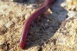 Blind snakem, Santa Monica Mountains