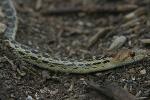 Gopher snake, Santa Monica Mountains