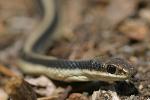 Patch-nosed snake