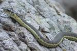 Two-striped garter snake