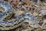 Gopher snake, Santa Monica Mountains
