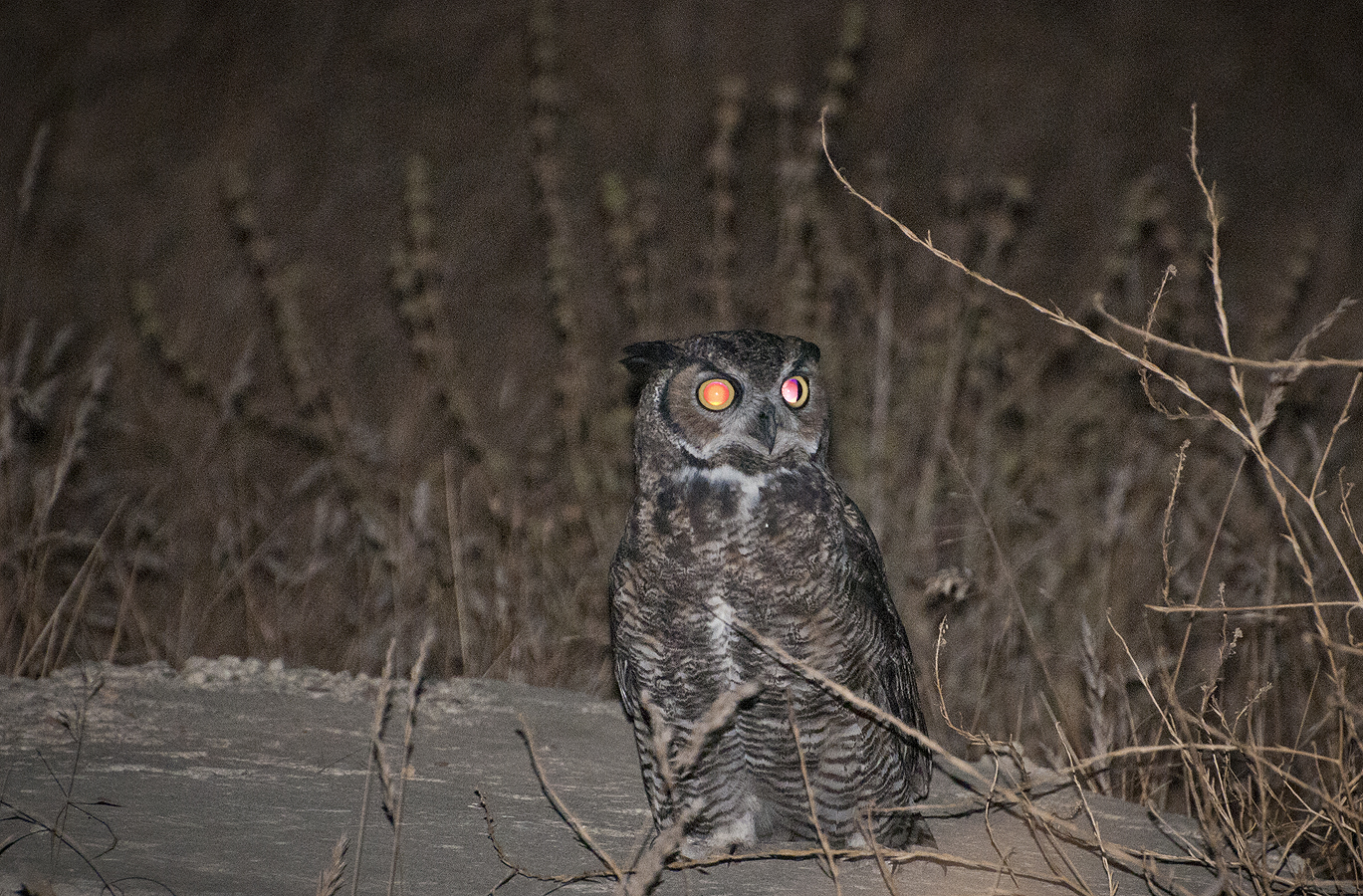 greathornedowl
