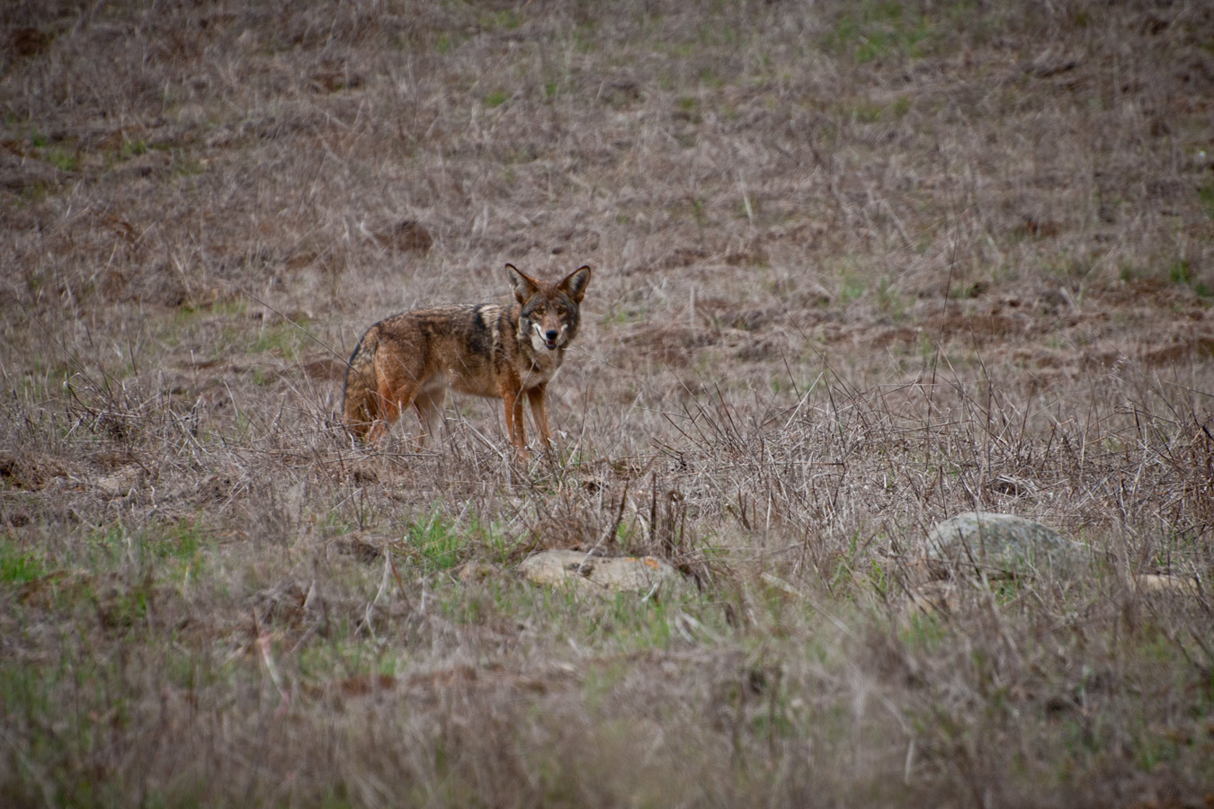 coyote