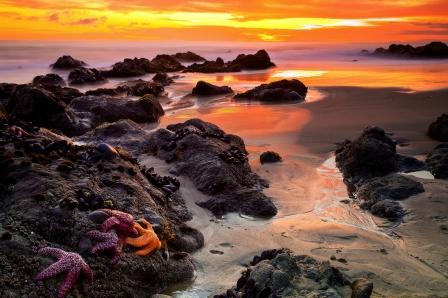 5 Star Sunset by Greg Clure, 2011 Third Place Winner - Animals Category
