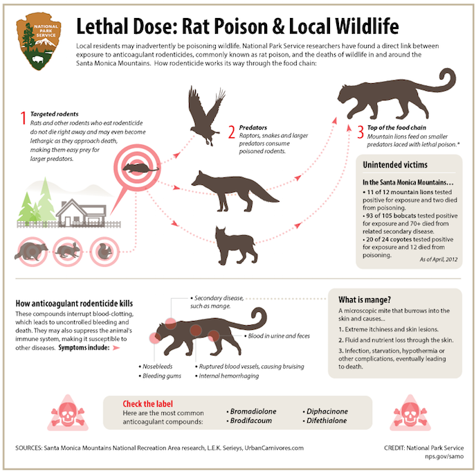 Infographic: Rat Poison and Local Wildlife