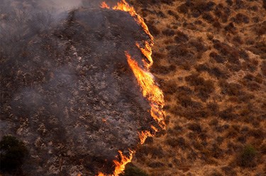 Fire moves through sagebrush during a wildland fire.
