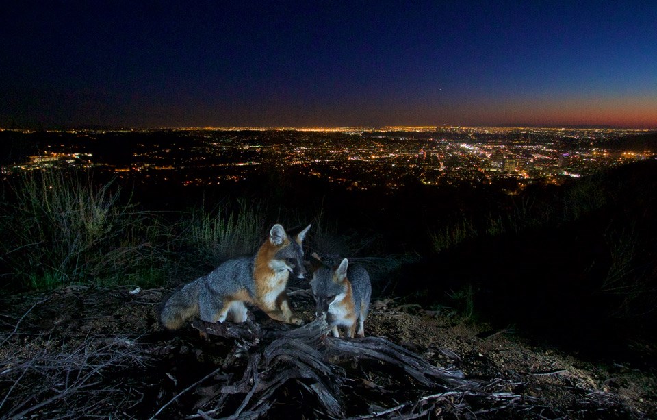 Two gray foxes at night with city lights in the background