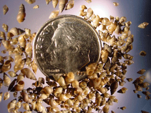 New Zealand Mudsnails are so small, nearly 100 can fit on the surface of a dime.