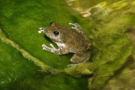 California Treefrog