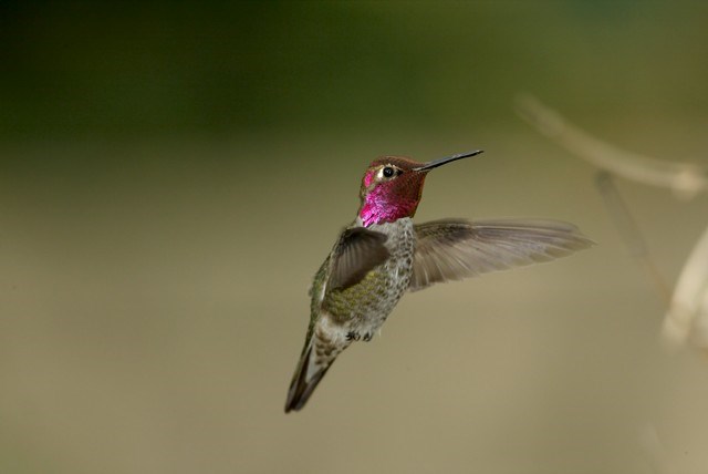 Male Anna's Humbinbird by John Emerson1