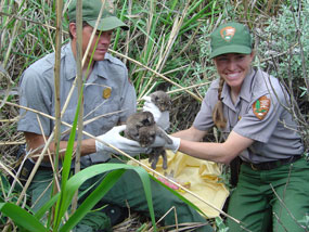 Wildlife technicians handle a bobcat kitten captured in the field.