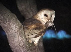 Barn owl with mouse