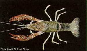 The Red Swamp Crayfish can spread rapidly in areas where they are invasive.