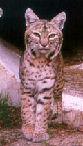 Remote cameras placed at the openings of culverts photograph a bobcat crossing through.