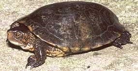 Western pond turtle (Clemmys marmorata)