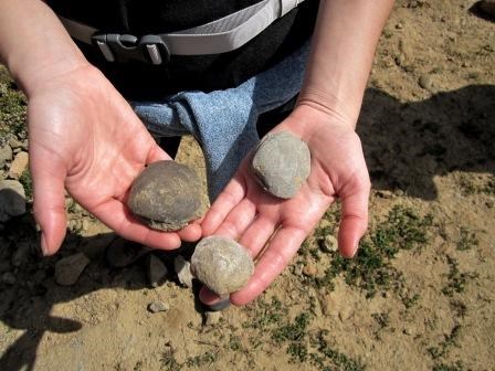 A visitor holds some bivalve fossils found on the Backbone Trail.